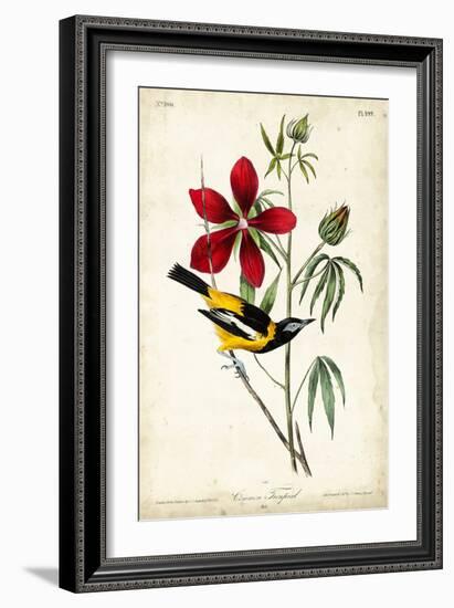 Audubon Bird & Botanical I-John James Audubon-Framed Art Print