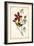 Audubon Bird & Botanical I-John James Audubon-Framed Art Print