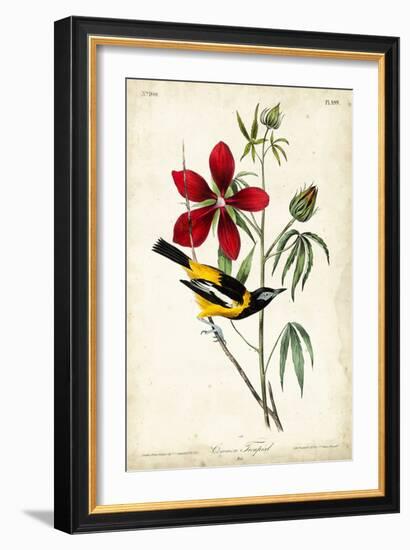 Audubon Bird & Botanical I-John James Audubon-Framed Art Print