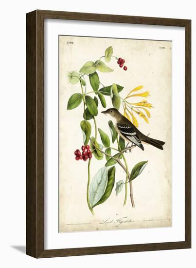 Audubon Bird & Botanical II-John James Audubon-Framed Art Print