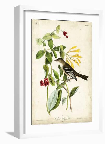 Audubon Bird & Botanical II-John James Audubon-Framed Art Print