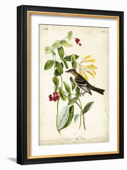 Audubon Bird & Botanical II-John James Audubon-Framed Art Print