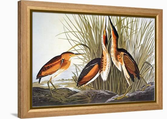 Audubon: Bittern-John James Audubon-Framed Premier Image Canvas