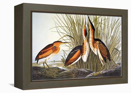 Audubon: Bittern-John James Audubon-Framed Premier Image Canvas