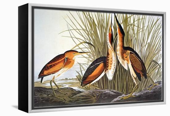 Audubon: Bittern-John James Audubon-Framed Premier Image Canvas