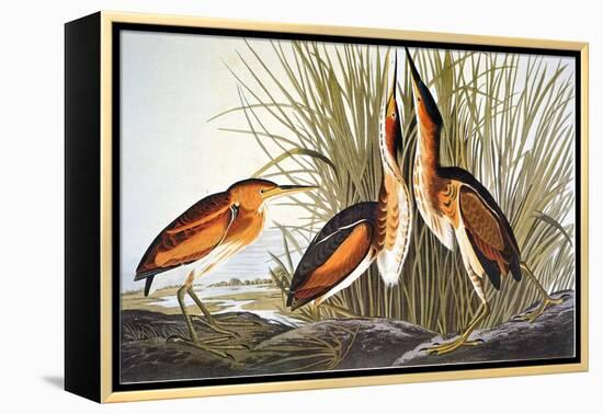 Audubon: Bittern-John James Audubon-Framed Premier Image Canvas