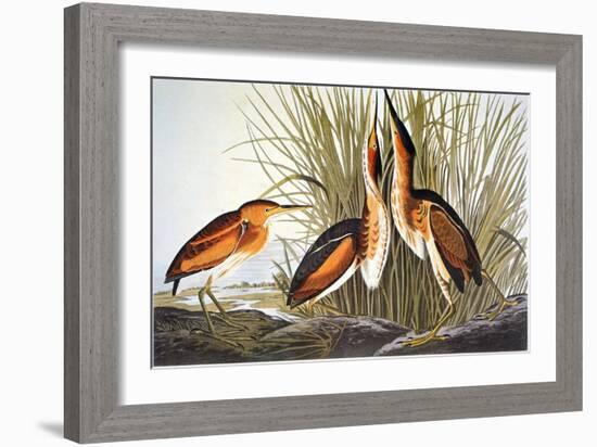 Audubon: Bittern-John James Audubon-Framed Giclee Print