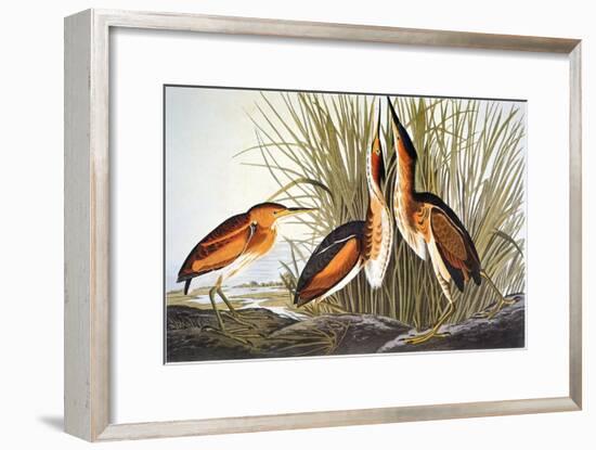 Audubon: Bittern-John James Audubon-Framed Giclee Print