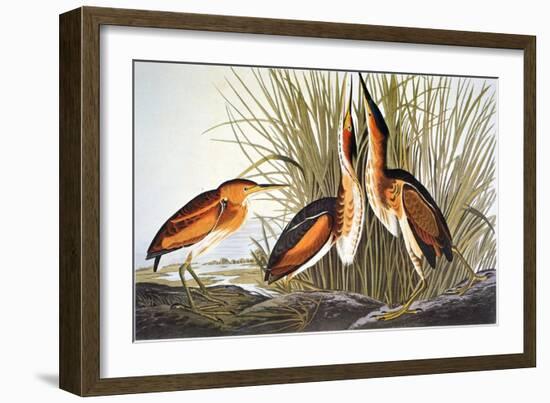 Audubon: Bittern-John James Audubon-Framed Giclee Print