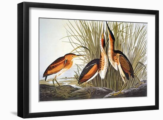 Audubon: Bittern-John James Audubon-Framed Giclee Print