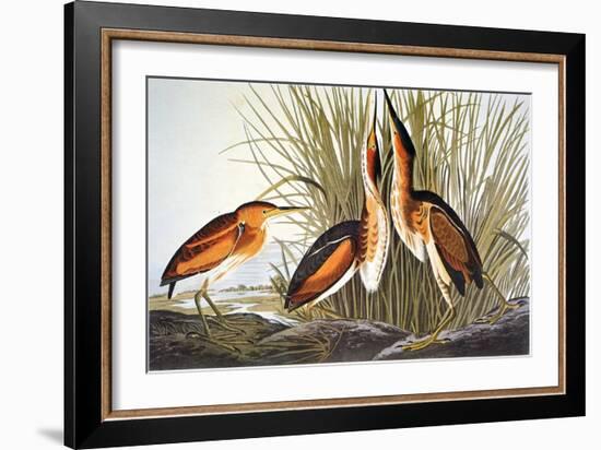 Audubon: Bittern-John James Audubon-Framed Giclee Print