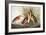 Audubon: Bittern-John James Audubon-Framed Giclee Print