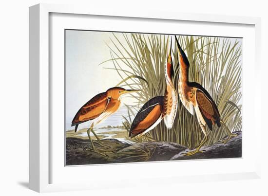 Audubon: Bittern-John James Audubon-Framed Giclee Print