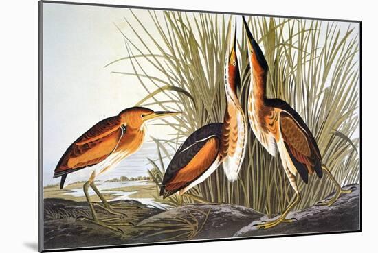 Audubon: Bittern-John James Audubon-Mounted Giclee Print