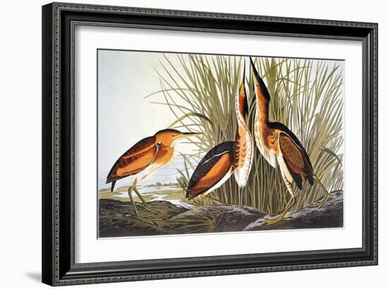 Audubon: Bittern-John James Audubon-Framed Giclee Print