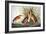 Audubon: Bittern-John James Audubon-Framed Giclee Print