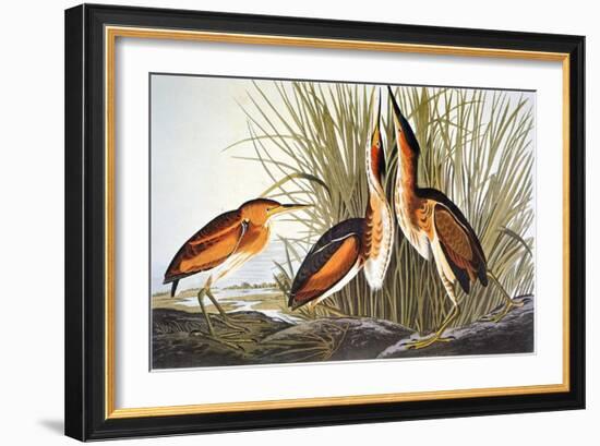 Audubon: Bittern-John James Audubon-Framed Giclee Print