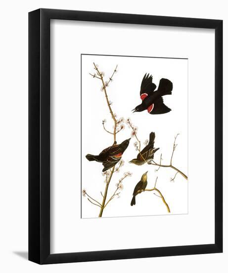 Audubon: Blackbird, 1827-John James Audubon-Framed Premium Giclee Print