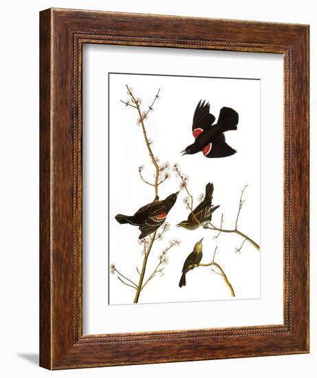 Audubon: Blackbird, 1827-John James Audubon-Framed Premium Giclee Print