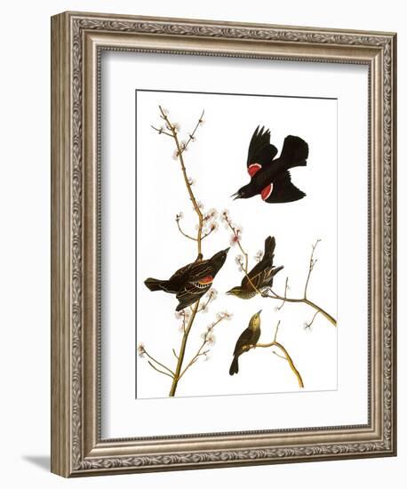 Audubon: Blackbird, 1827-John James Audubon-Framed Giclee Print