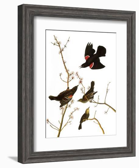 Audubon: Blackbird, 1827-John James Audubon-Framed Giclee Print