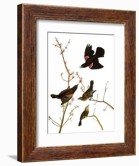 Audubon: Blackbird, 1827-John James Audubon-Framed Giclee Print