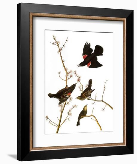 Audubon: Blackbird, 1827-John James Audubon-Framed Giclee Print