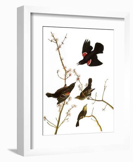 Audubon: Blackbird, 1827-John James Audubon-Framed Giclee Print