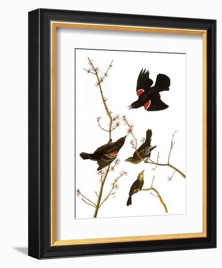 Audubon: Blackbird, 1827-John James Audubon-Framed Giclee Print