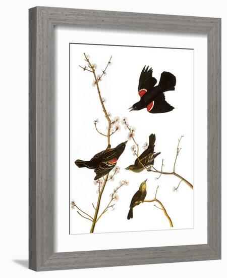 Audubon: Blackbird, 1827-John James Audubon-Framed Giclee Print