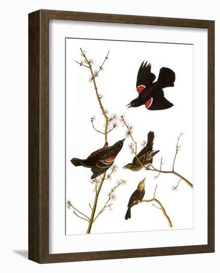 Audubon: Blackbird, 1827-John James Audubon-Framed Giclee Print