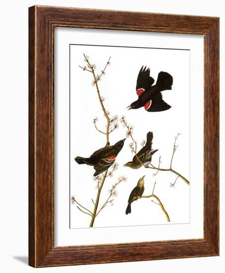 Audubon: Blackbird, 1827-John James Audubon-Framed Giclee Print