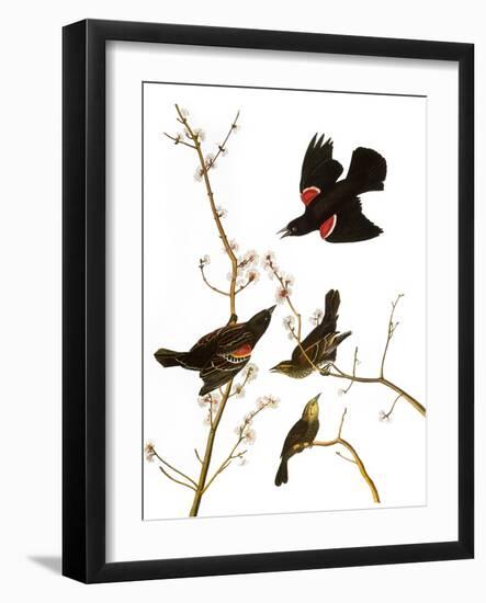 Audubon: Blackbird, 1827-John James Audubon-Framed Giclee Print