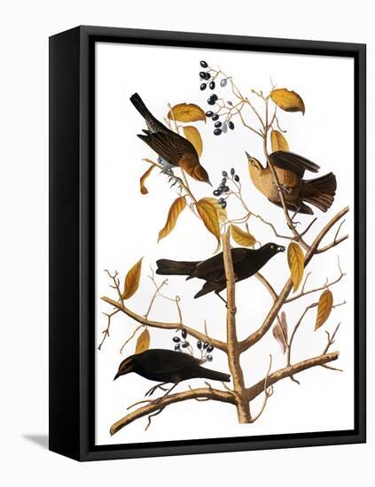 Audubon: Blackbird, 1827-John James Audubon-Framed Premier Image Canvas