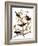 Audubon: Blackbird, 1827-John James Audubon-Framed Giclee Print