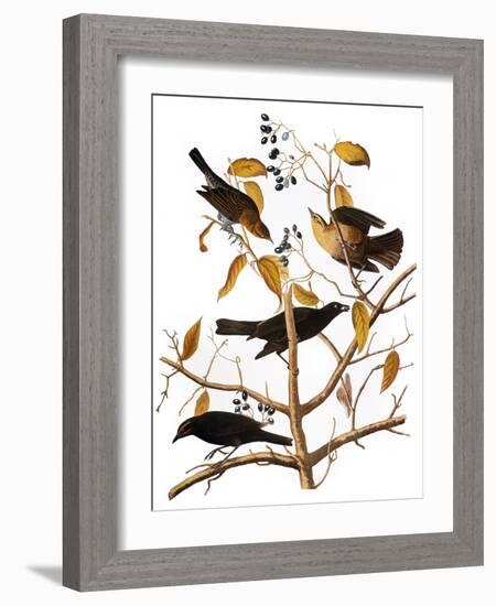 Audubon: Blackbird, 1827-John James Audubon-Framed Giclee Print