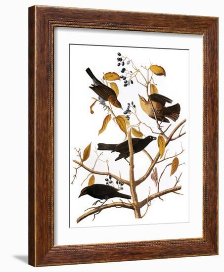 Audubon: Blackbird, 1827-John James Audubon-Framed Giclee Print