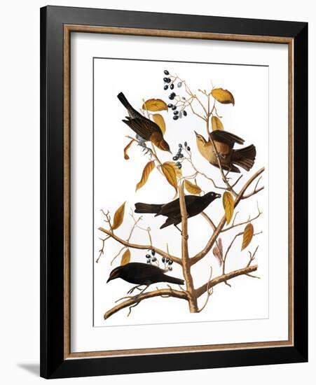 Audubon: Blackbird, 1827-John James Audubon-Framed Giclee Print