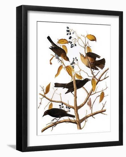 Audubon: Blackbird, 1827-John James Audubon-Framed Giclee Print