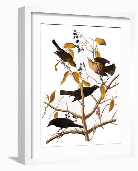 Audubon: Blackbird, 1827-John James Audubon-Framed Giclee Print