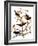 Audubon: Blackbird, 1827-John James Audubon-Framed Giclee Print