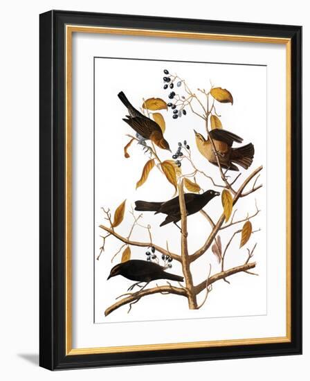 Audubon: Blackbird, 1827-John James Audubon-Framed Giclee Print