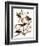 Audubon: Blackbird, 1827-John James Audubon-Framed Giclee Print