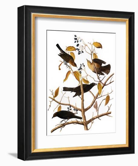 Audubon: Blackbird, 1827-John James Audubon-Framed Giclee Print