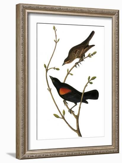 Audubon: Blackbird-John James Audubon-Framed Giclee Print