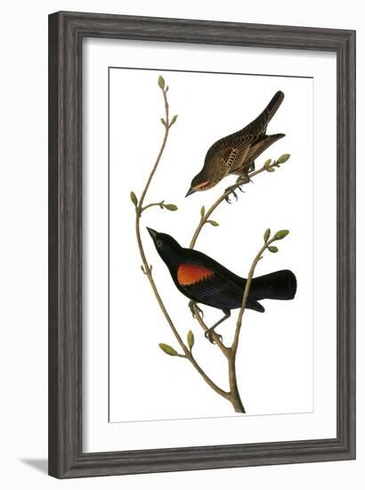 Audubon: Blackbird-John James Audubon-Framed Giclee Print