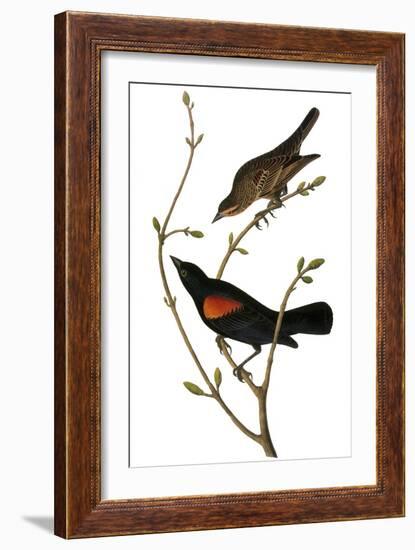 Audubon: Blackbird-John James Audubon-Framed Giclee Print