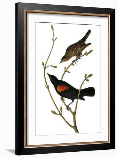 Audubon: Blackbird-John James Audubon-Framed Giclee Print