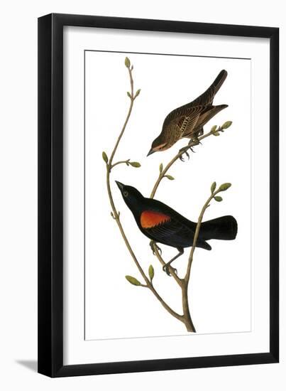 Audubon: Blackbird-John James Audubon-Framed Giclee Print