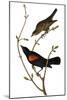 Audubon: Blackbird-John James Audubon-Mounted Giclee Print